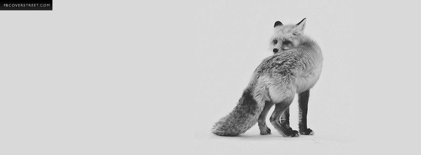 Creeping Fox  Wallpaper