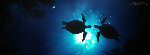 2 Sea Turtles Swimming Facebook Cover