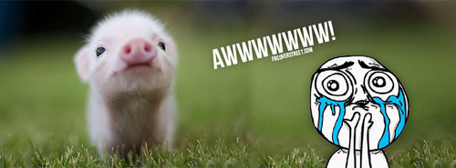 Aww Piglet Facebook Cover