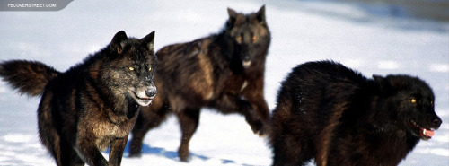 Wolf Pack Facebook Covers