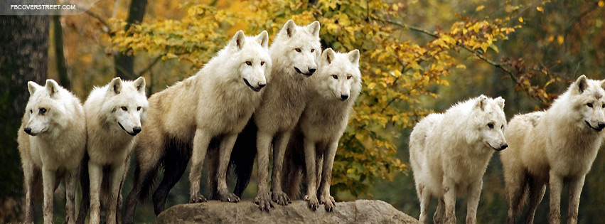 Pack of White Wolves Facebook cover