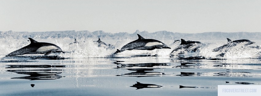 Dolphins 2 Facebook cover