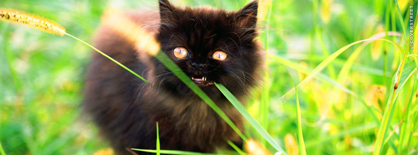 Crazy Lookin Cute Black Kitten  Facebook cover