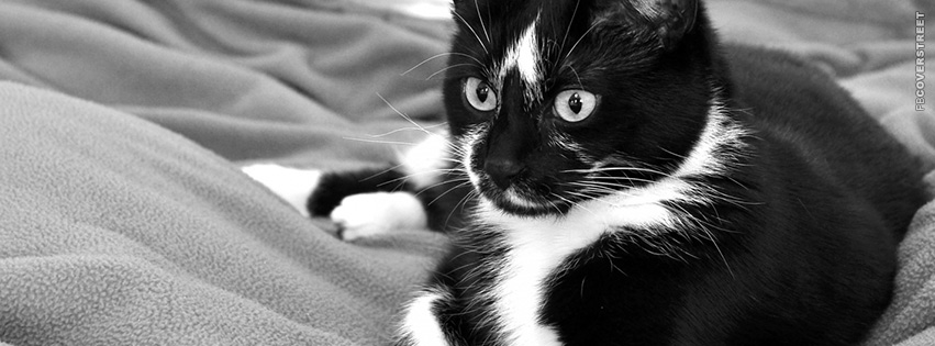 Observing Black and White Cat  Facebook Cover