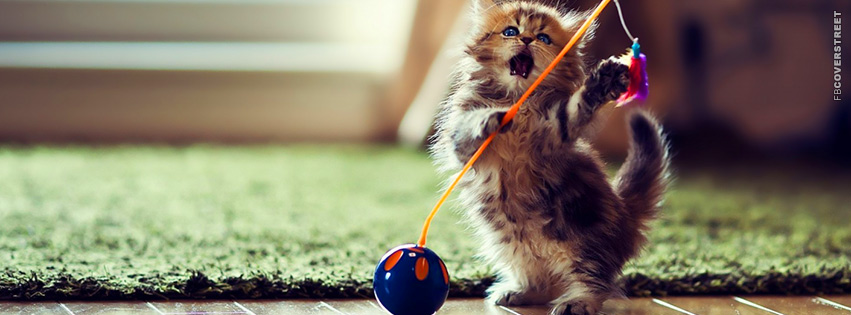 Kitten Playing With His Toy  Facebook Cover