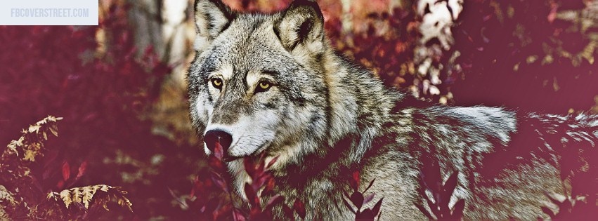 Wolf Facebook cover