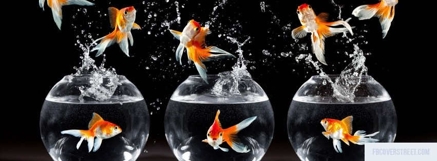 Gold Fishes Facebook cover