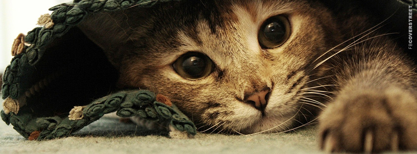 Kitten Resting Under a Blanket  Facebook Cover