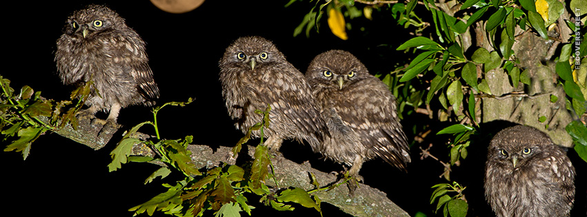 Owls Just Chillin  Facebook Cover