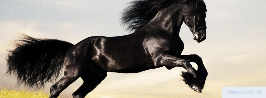 Black Stallion Horse Facebook cover