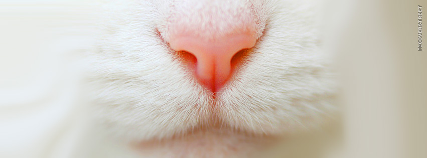 White Cat Pink Nose  Facebook Cover