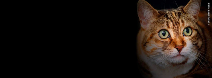 Amazed Looking Cat  Facebook Cover