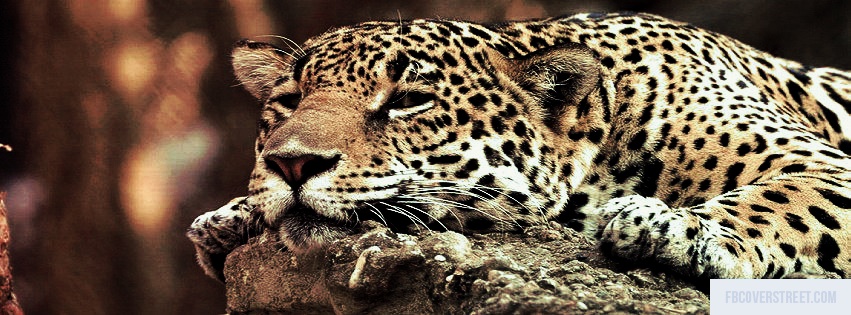 Resting Cheetah Facebook cover
