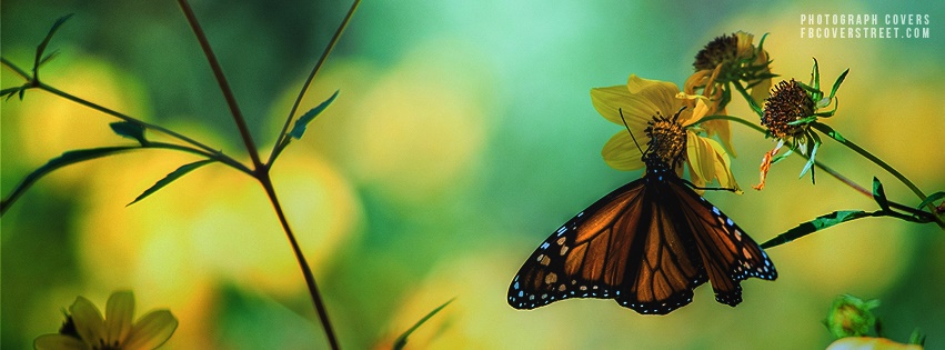 Butterfly 4 Facebook cover