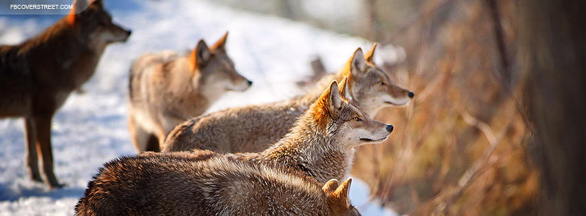 Pack of Wolves Facebook cover