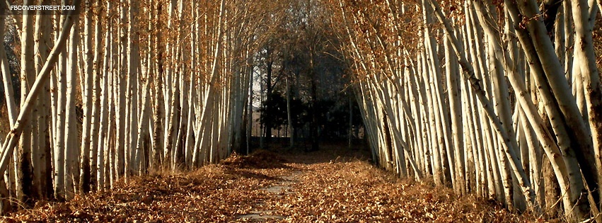 Beautiful Trees Down A Pathway Facebook cover