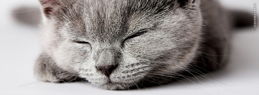 Sleeping Grey Cat  Facebook Cover