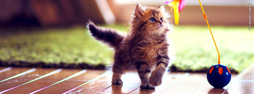 Cute Kitten Playing With a Toy  Facebook Cover