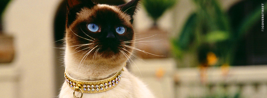 Blue Eyed Luxury Cat  Facebook Cover