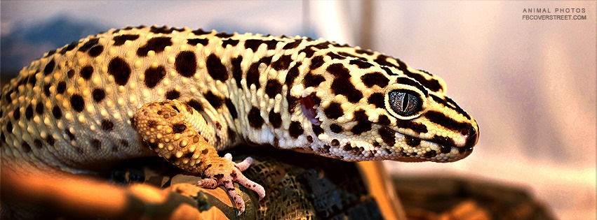 Brown Spotted Lizard Facebook cover