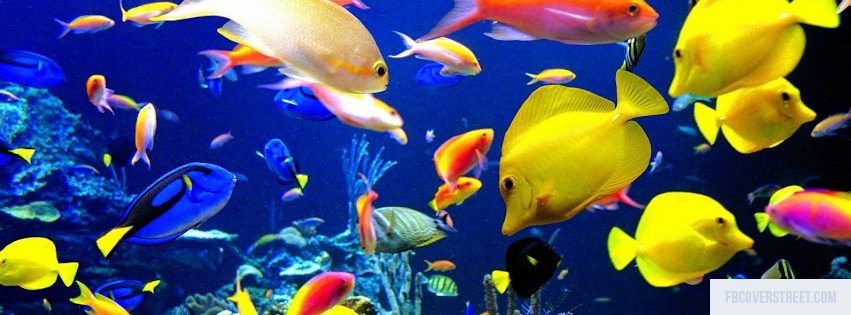 Beautiful Fishes Facebook cover