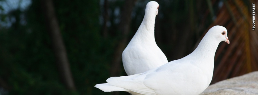 Pigeons White  Facebook cover