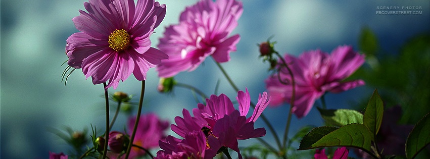 Pink Flower Garden Facebook cover