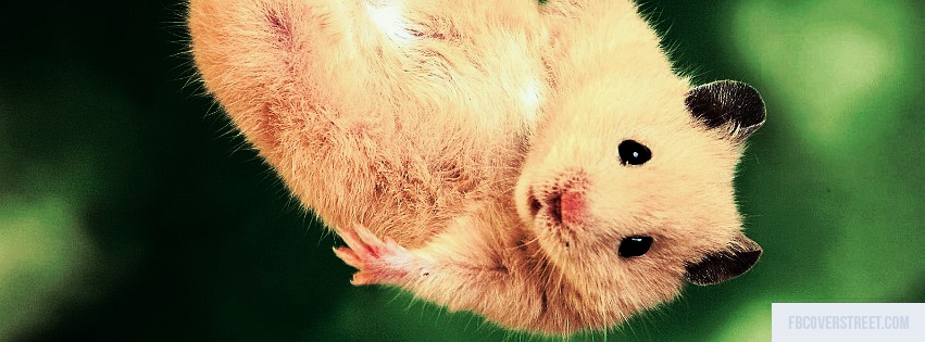 Hamster Facebook Cover