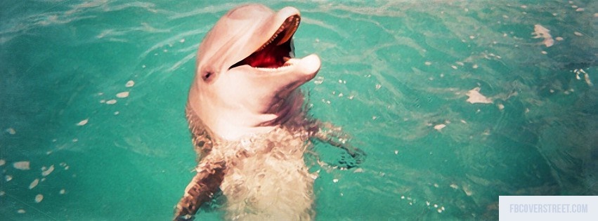Happy Dolphin Facebook cover