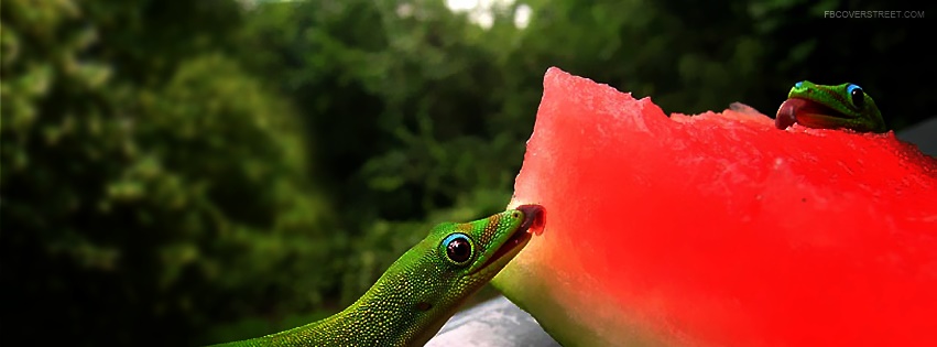 Lizards Licking Watermelon Facebook cover