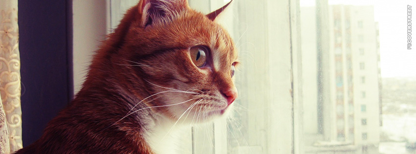 Cat Staring Out The Window  Facebook Cover