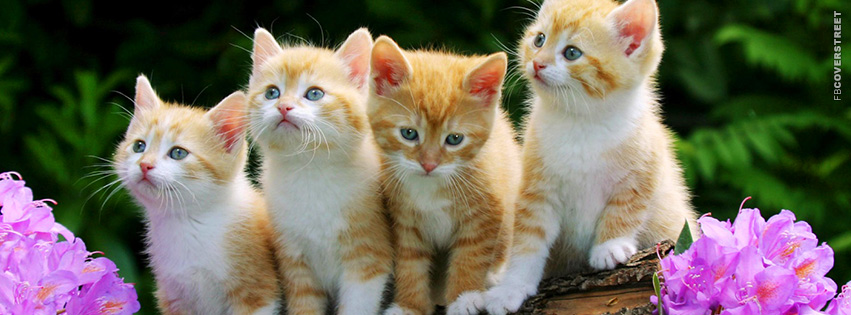Blue Eyed Brother Sister Kittens  Facebook cover