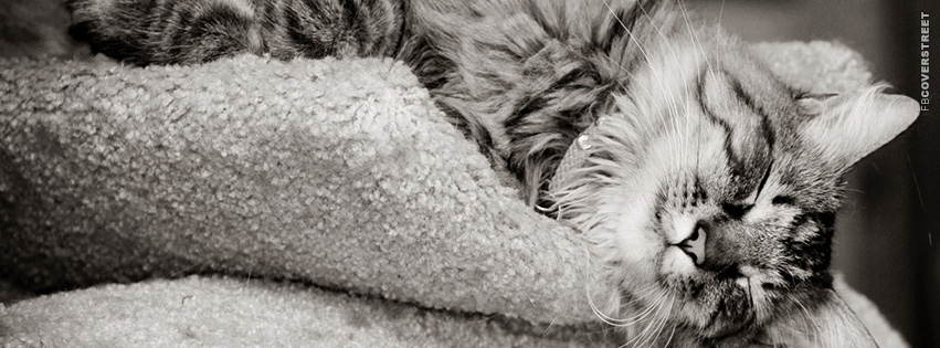 Resting Tired Cat  Facebook Cover