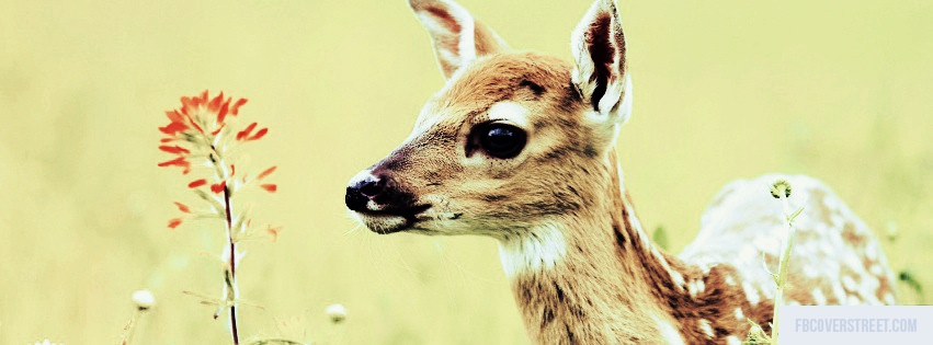 Deer Facebook cover