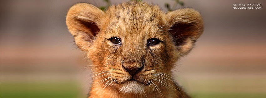 Lion Cub Facebook cover