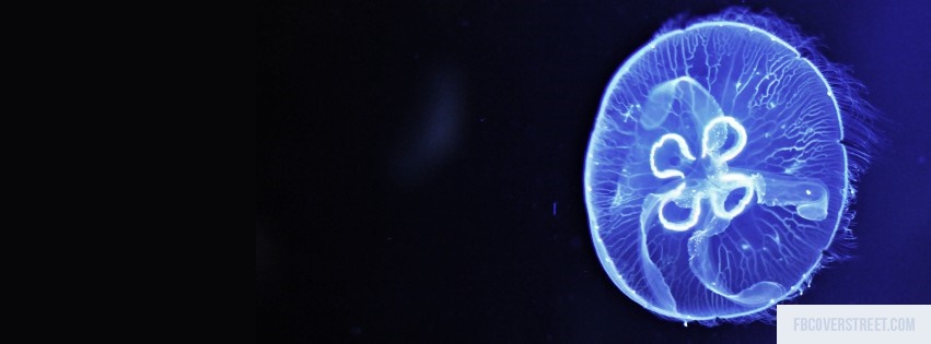 Jelly Fish Facebook cover