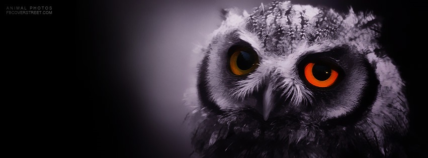 Owl Face Closeup Facebook cover