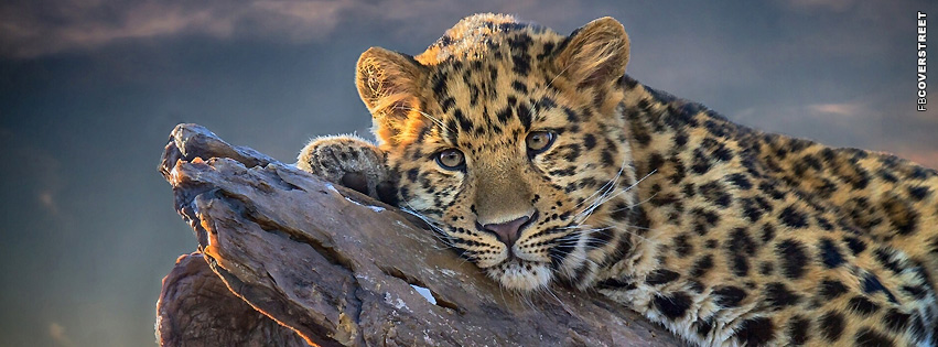 Leopard Resting  Facebook cover
