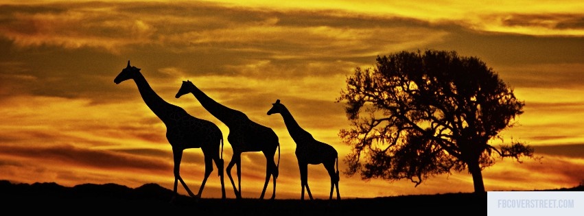 Giraffes 1 Facebook cover