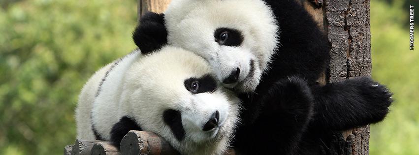 Panda Bears Cuddling  Facebook Cover