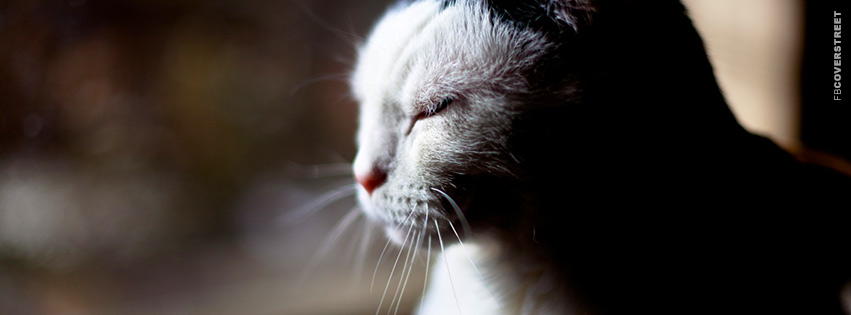 Cat Closing Its Eyes  Facebook Cover