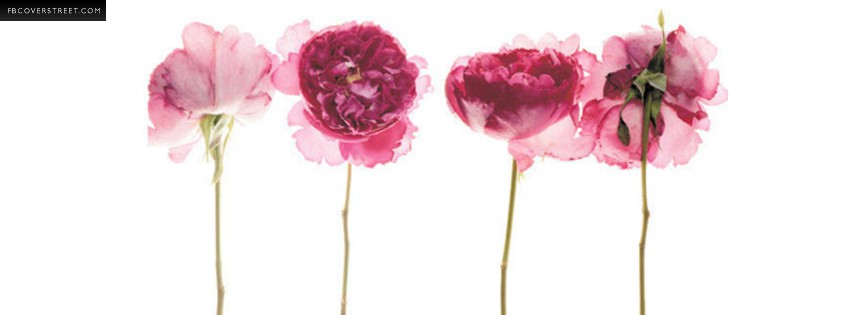 Pink Flowers  Facebook Cover