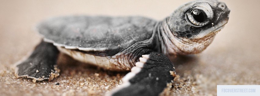 Baby Turtle Facebook cover