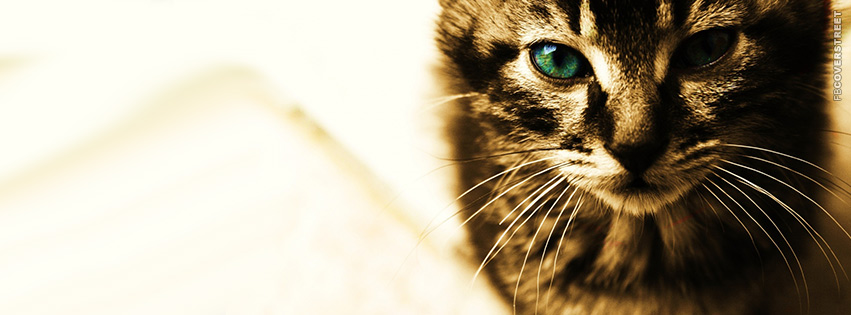 Emerald Green Eyed Cat  Facebook Cover