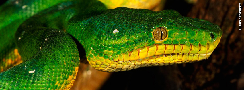 Green Snake Facebook cover