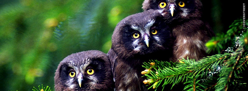 Black Owls Photograph  Facebook Cover