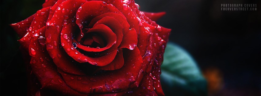 Red Rose Photo Facebook cover