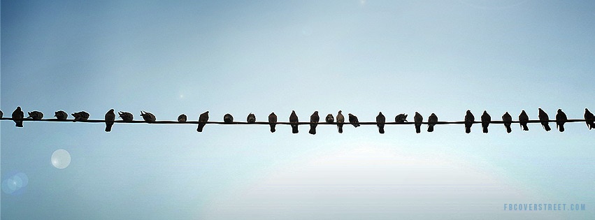 Birds On A Wire Facebook cover