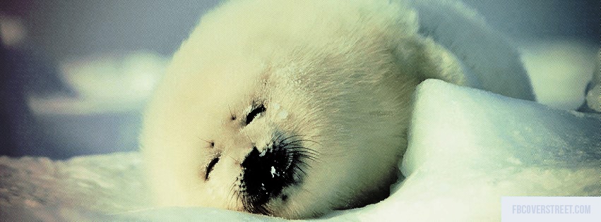 Sleeping Baby Seal Facebook cover