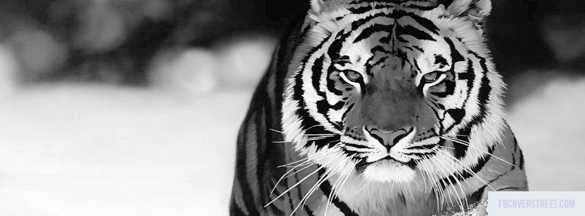 Tiger 6 Facebook Cover